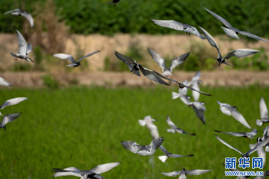 图片默认标题_fororder_5