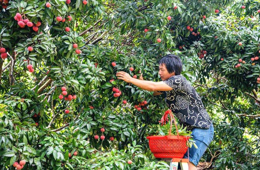 广西：荔枝熟了 销路顺了 农民笑了