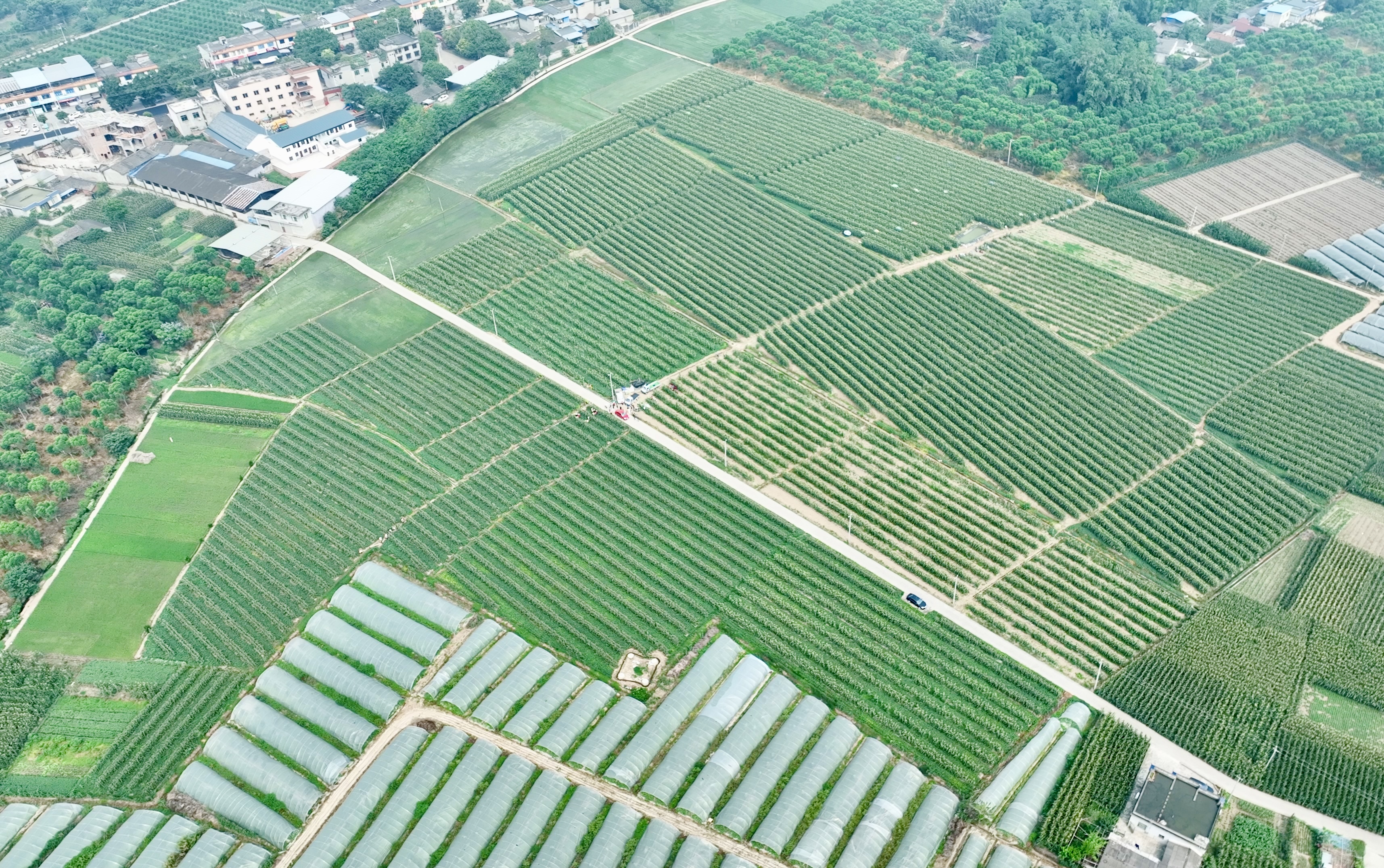 （张）眉山青神：套种玉米首季收获 亩产上千斤_fororder_青神大豆玉米带状复合种植基地里 供图 青神县委宣传部（1）