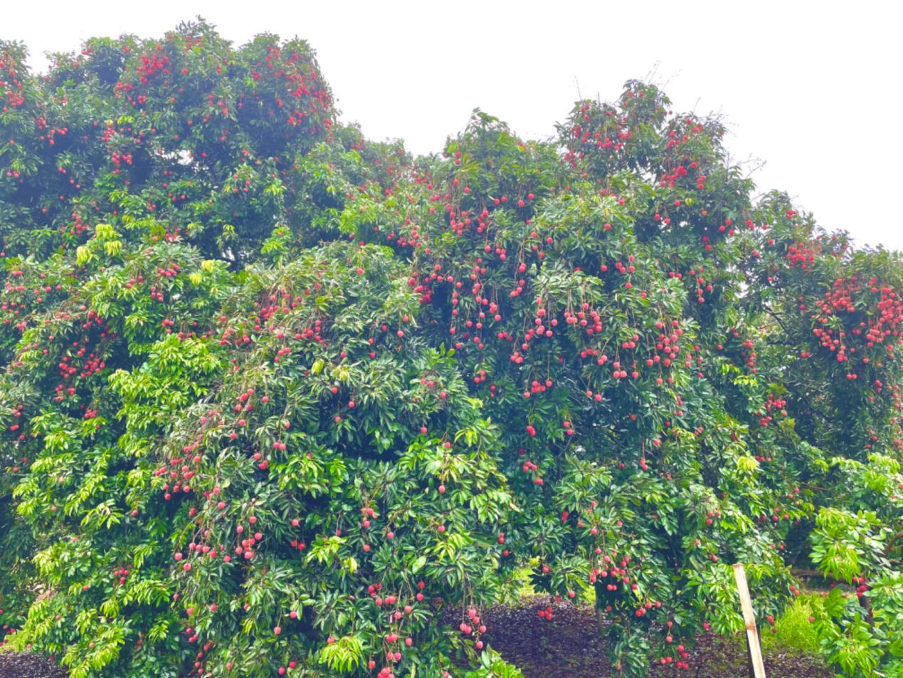 “雲説壯美 欽州正當紅”|土耳其網紅達人解鎖夏日美“荔”之旅_fororder_20230718_194204