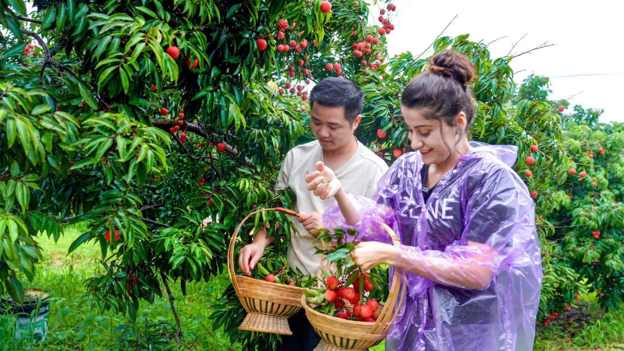 “雲説壯美 欽州正當紅”|土耳其網紅達人解鎖夏日美“荔”之旅_fororder_20230718_194210