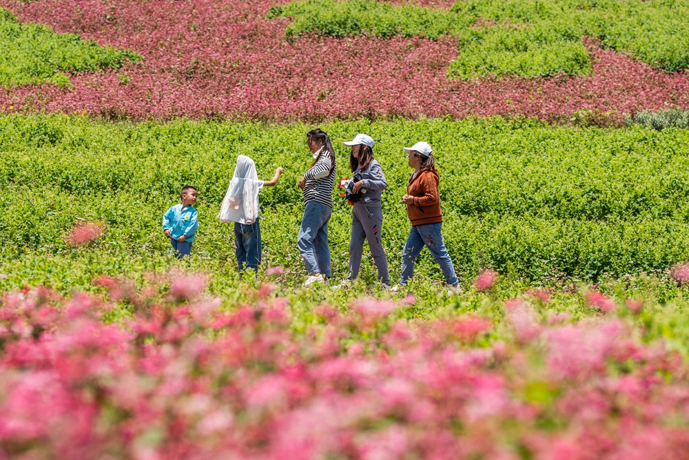 贵州威宁：荞花烂漫引客来_fororder_2023年7月16日，游客在贵州省毕节市威宁彝族回族苗族自治县板底乡雄鹰村观赏荞麦花。 (3)