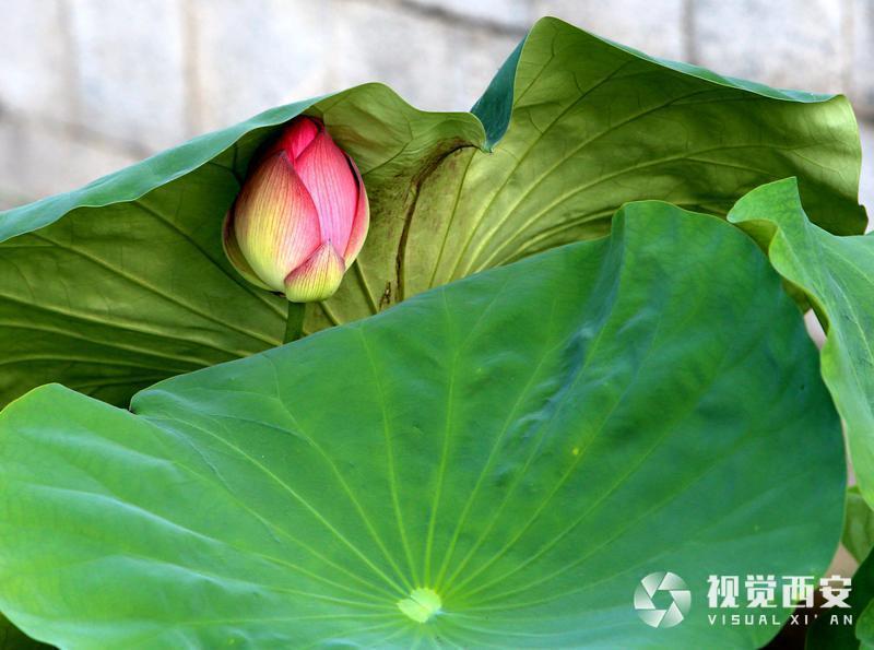 大唐芙蓉园荷花盛开