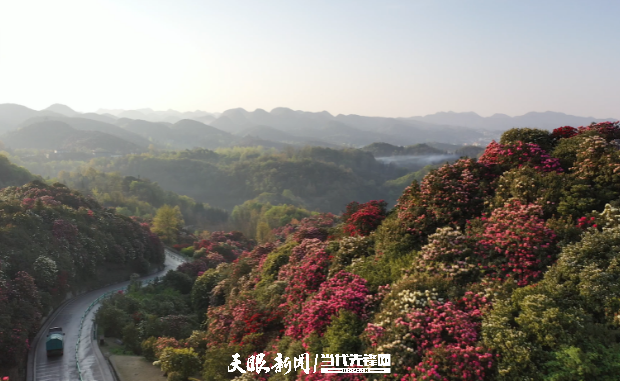 新發展理念的畢節實踐｜百里杜鵑：花海超百里，花外景更新