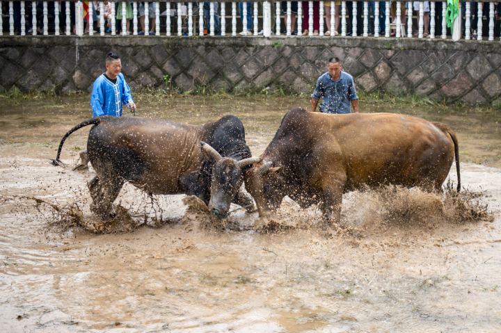 金华一绝！斗牛过端午_fororder_1687418352915_6493f5f09bcbb70001228889