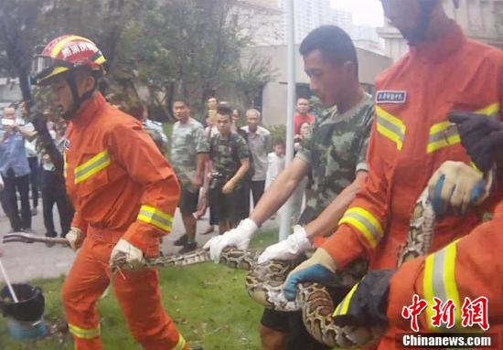 重庆一小区现3米巨蟒 民警徒手捕获