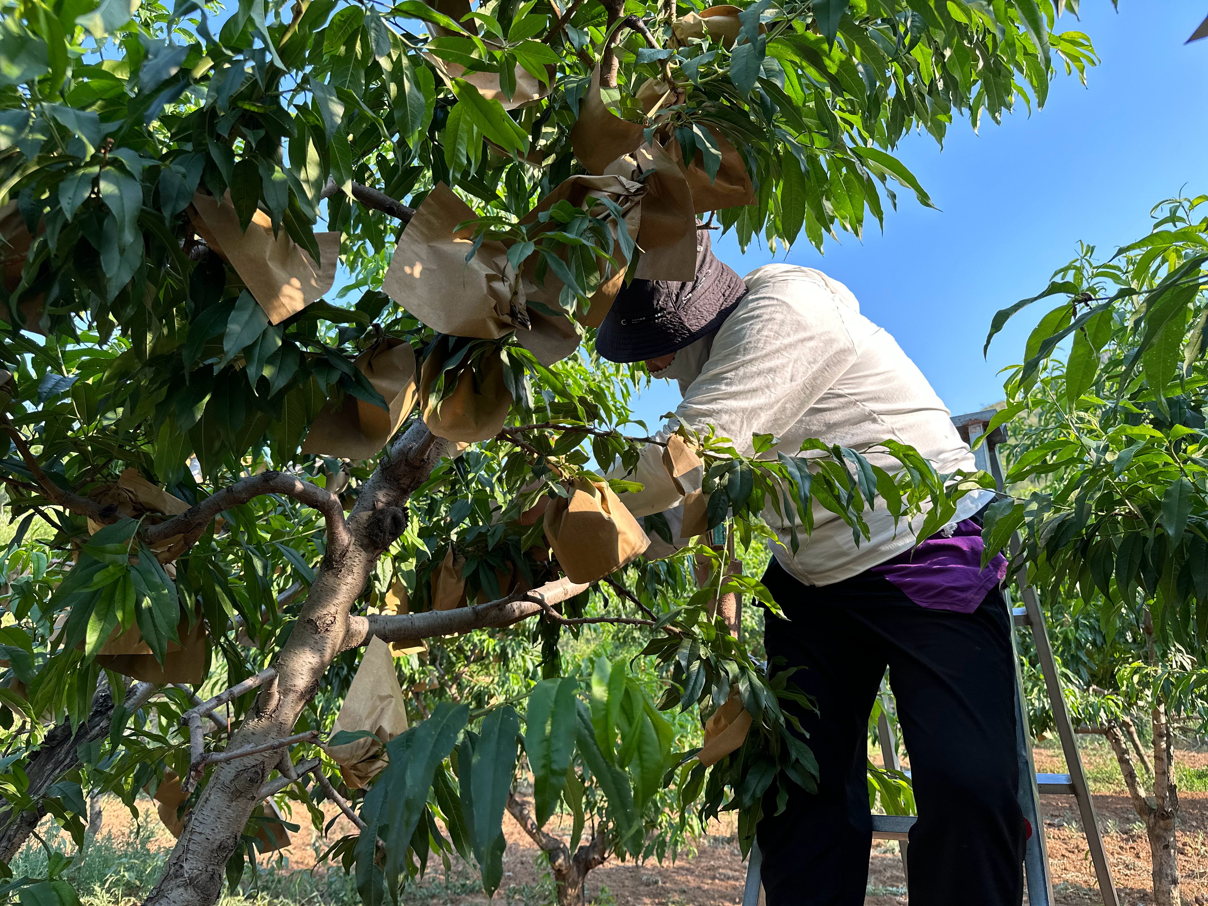 河北唐县：桃树挂满“致富果” 果农套袋忙_fororder_果农正在给套好袋的果树进行整枝.JPG