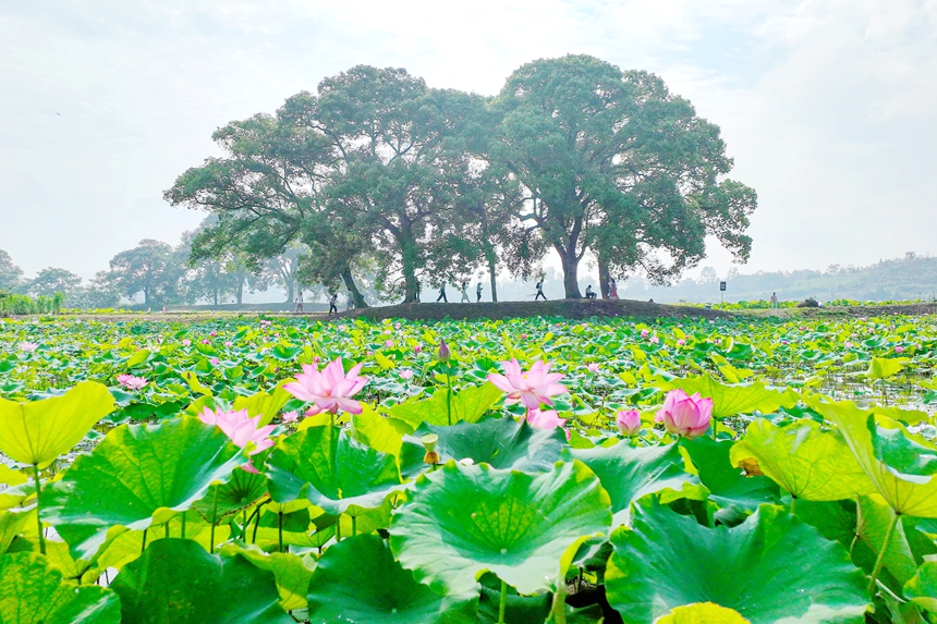江西广昌：莲花美景引客来_fororder_5