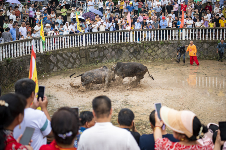 金华一绝！斗牛过端午_fororder_1687418352155_6493f5f09bcbb70001228885