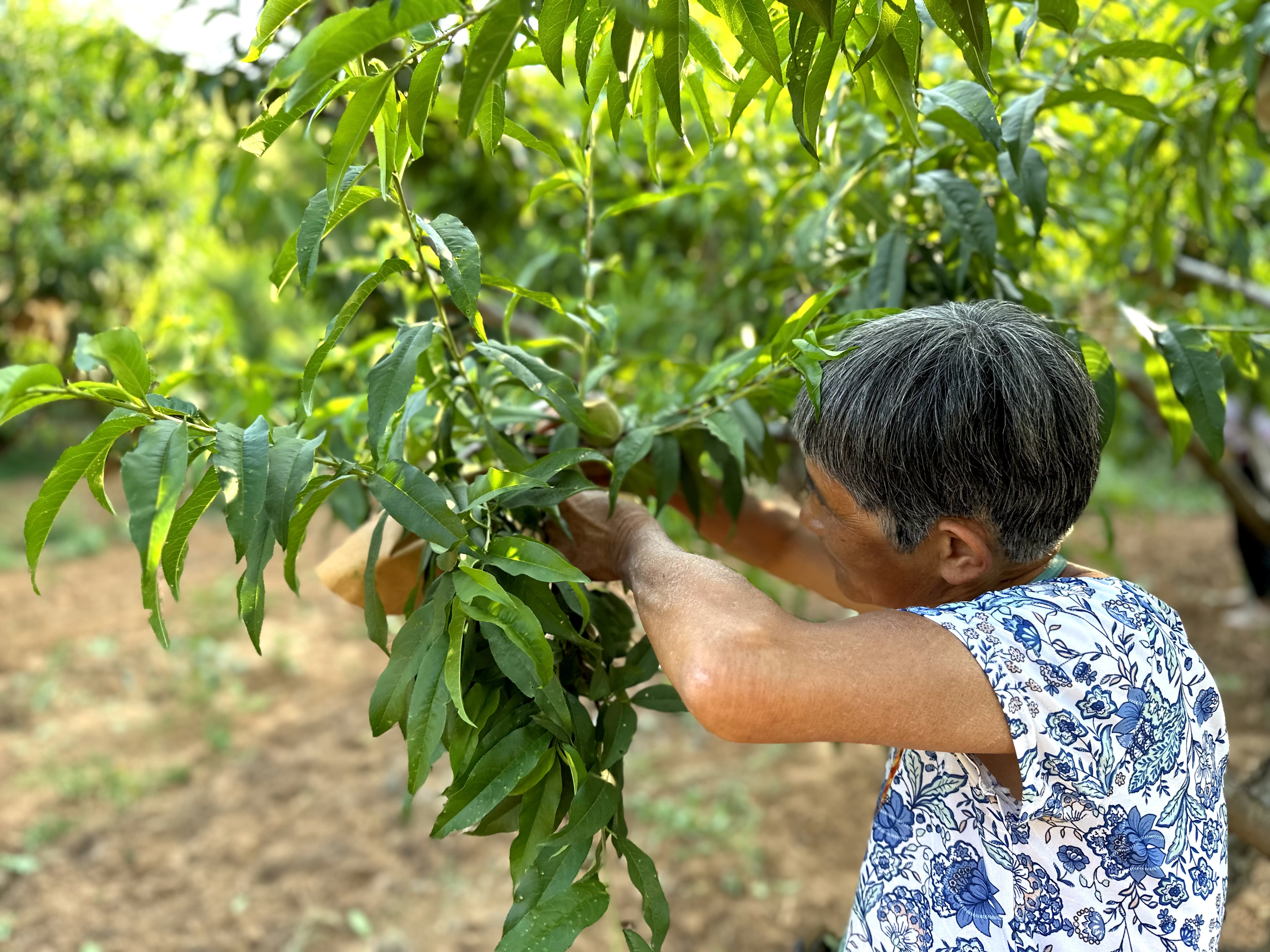 河北唐县：桃树挂满“致富果” 果农套袋忙_fororder_果农们正在给桃树进行疏果