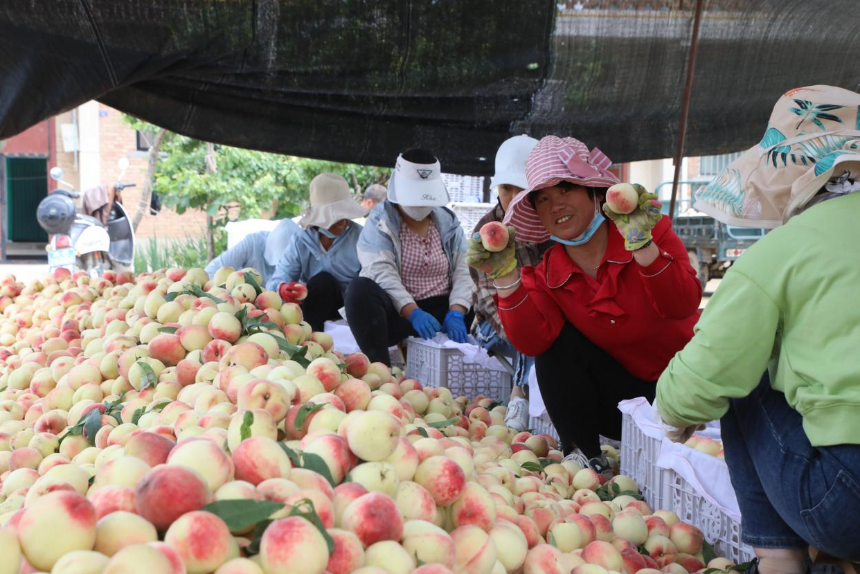 Récolte abondante des fruits à Weinan, dans la province du Shaanxi_fororder_图片3