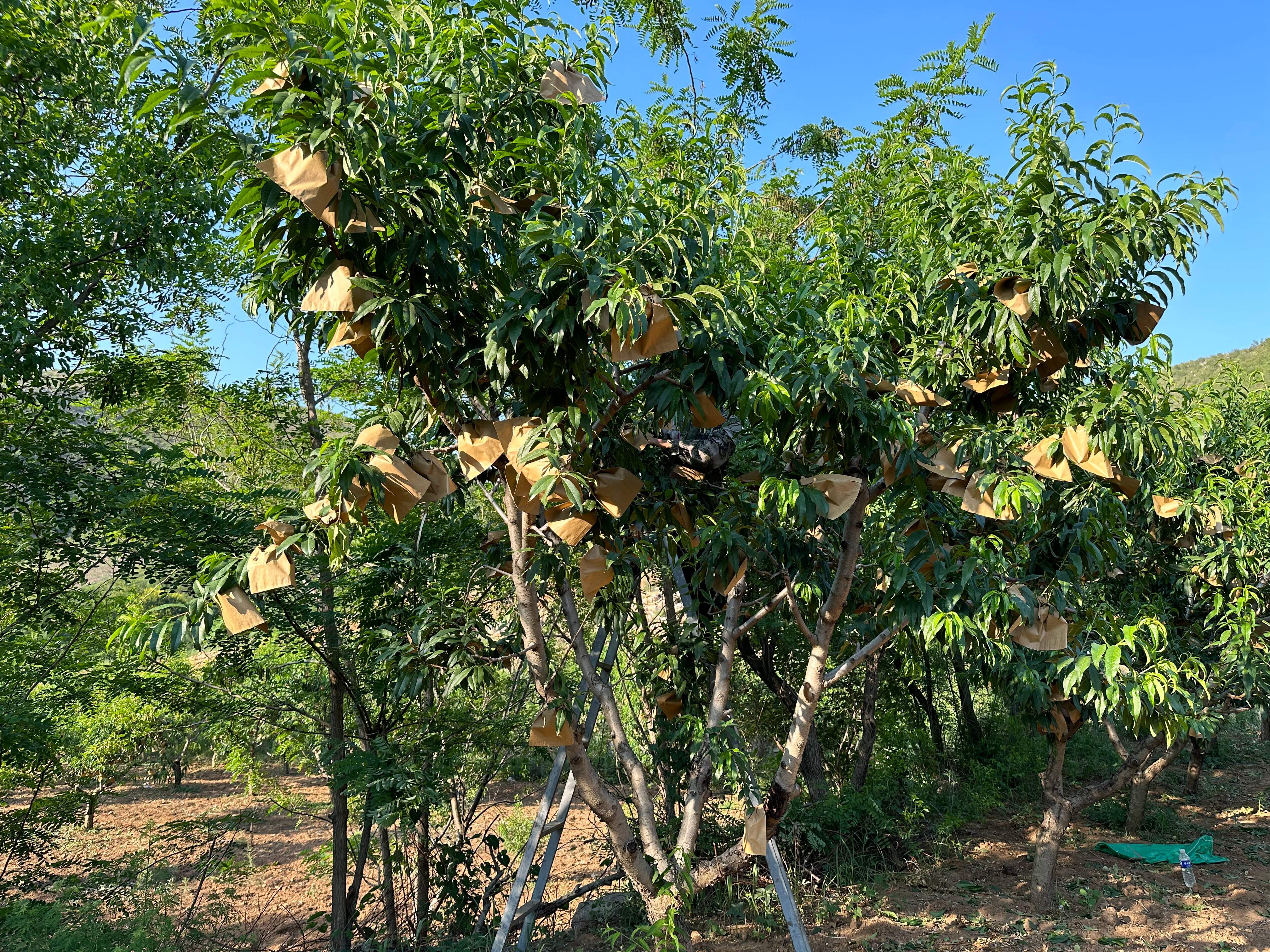 河北唐县：桃树挂满“致富果” 果农套袋忙_fororder_套好袋的果树园.JPG