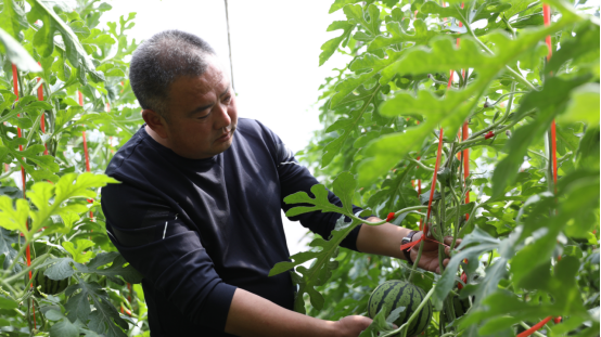 河北平泉：设施农业富了农民_fororder_河北平泉：设施农业富了农民330