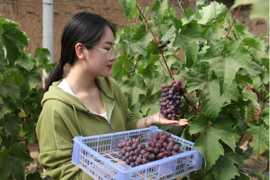 河北平泉：设施农业富了农民_fororder_河北平泉：设施农业富了农民415