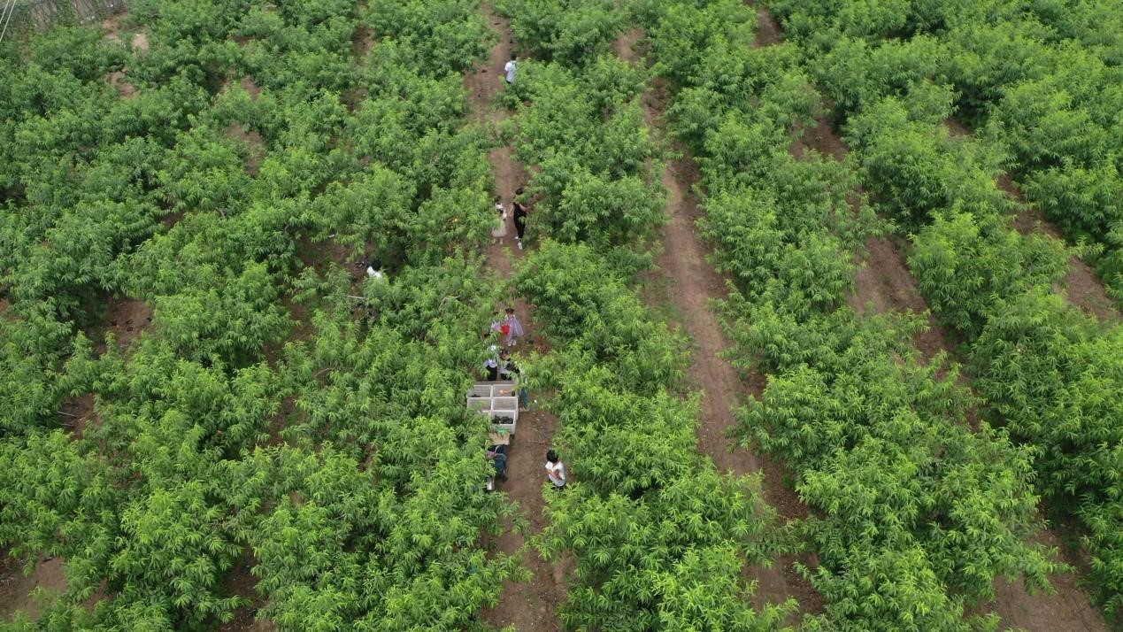 图片默认标题_fororder_3
