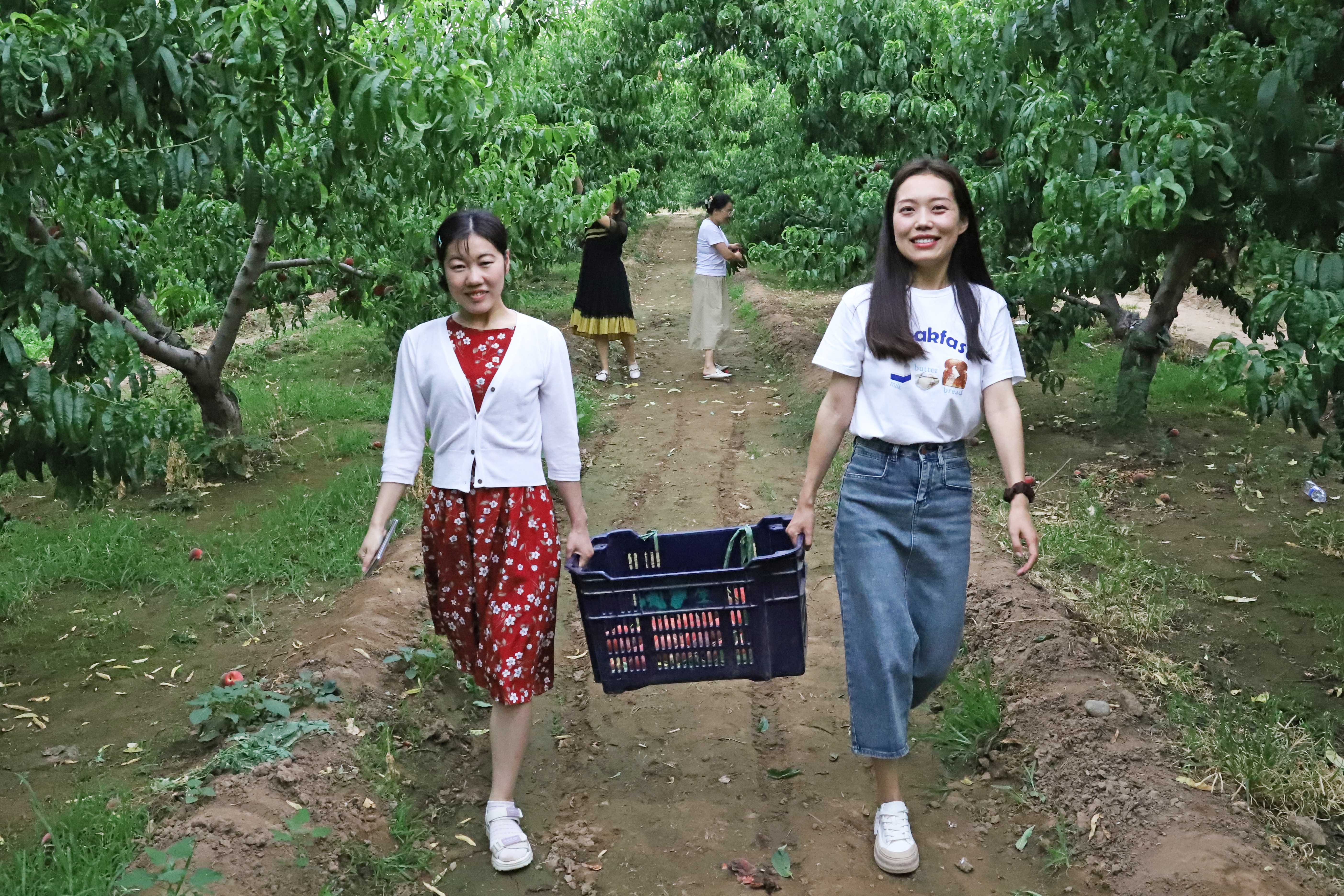 河北涿州：丰收的甜桃成为乡村振兴的“致富果”_fororder_游客在桃园里采摘鲜桃。熊华明摄