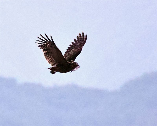渔鸮如飞箭俯冲捕鱼 四川唐家河拍到珍奇一幕_fororder_渔鸮展翅高飞