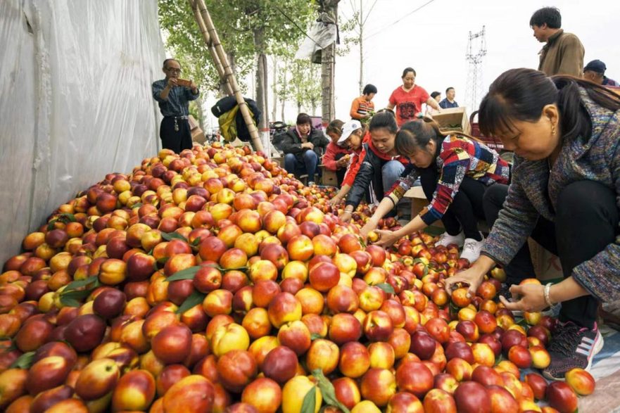 'Home of Nectarine' of China Sells More Than 100,000 Tons Nectarines Overseas with over CNY 360 million Annual Output Value_fororder_58