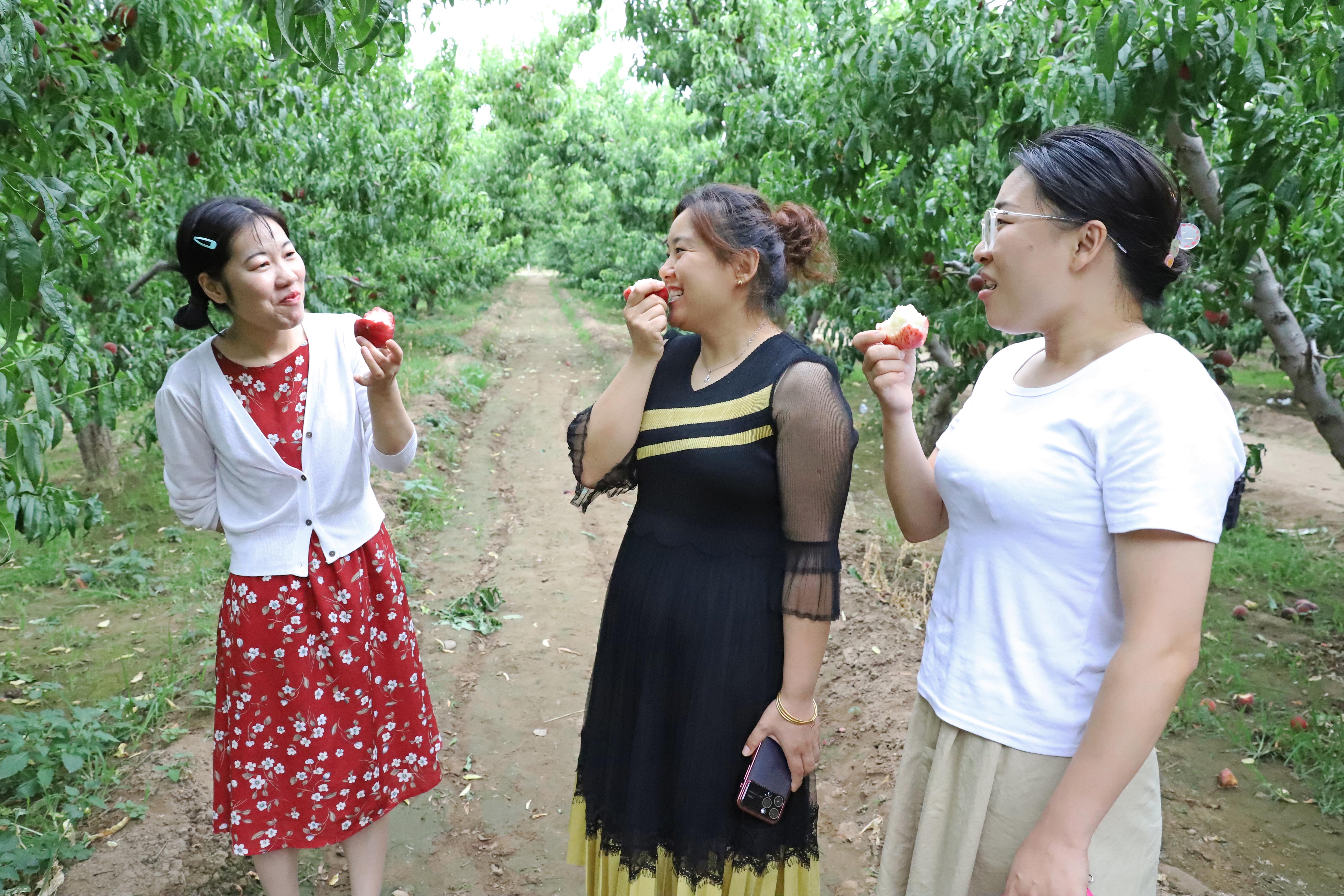 河北涿州：丰收的甜桃成为乡村振兴的“致富果”_fororder_游客在桃园品尝现摘的鲜桃。熊华明摄