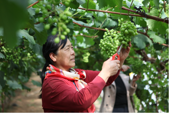 河北平泉：设施农业富了农民_fororder_河北平泉：设施农业富了农民458