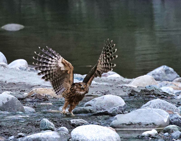 渔鸮如飞箭俯冲捕鱼 四川唐家河拍到珍奇一幕_fororder_渔鸮俯冲捕鱼
