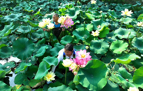 张 眉山仁寿 风吹荷花香 但惜夏日长