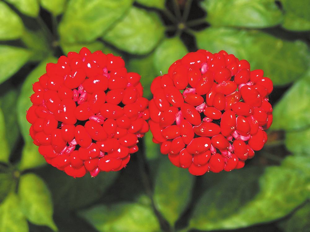 雲南文山:一棵神草 一代傳承_fororder_8b