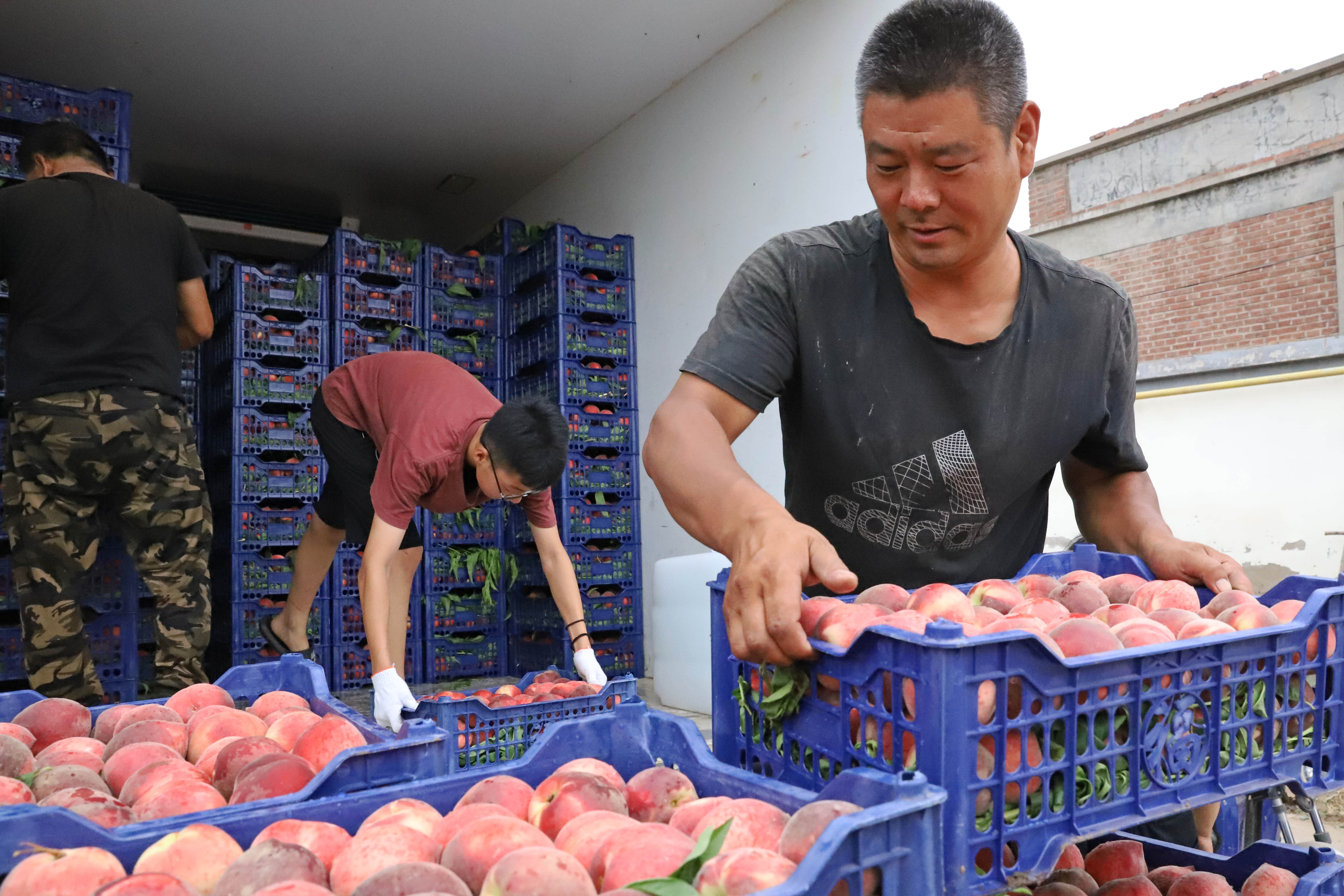 河北涿州：丰收的甜桃成为乡村振兴的“致富果”_fororder_村民将采摘的鲜桃装车。熊华明摄