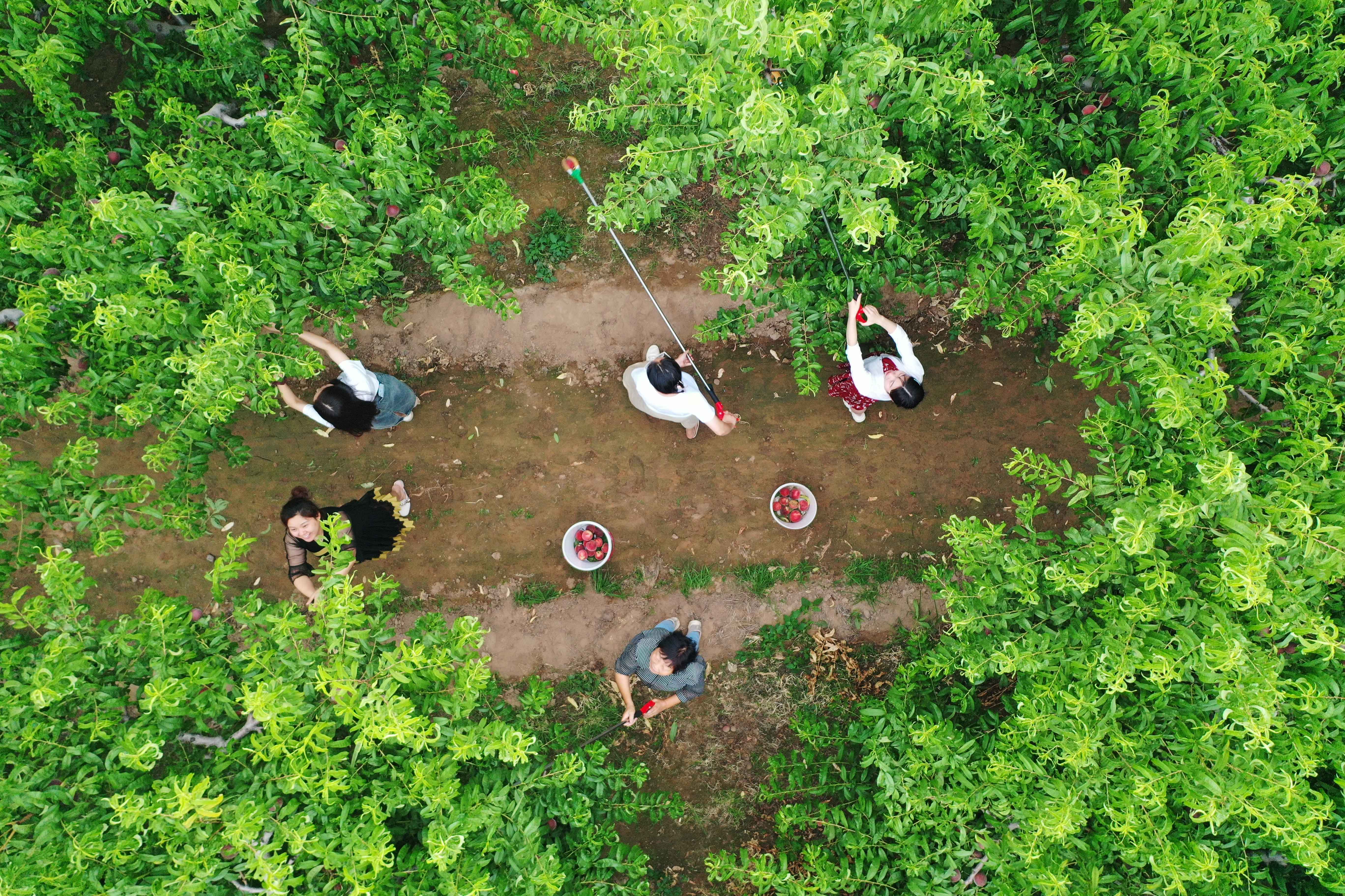 河北涿州：丰收的甜桃成为乡村振兴的“致富果”_fororder_村民在桃园里采收鲜桃。（无人机照片）熊华明摄