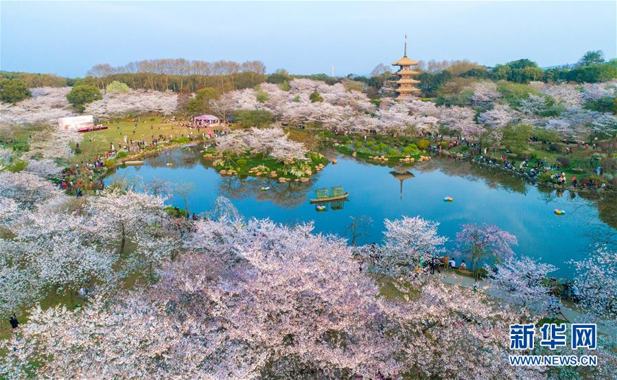 武汉：樱花缤纷醉游人