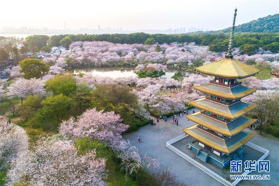 武汉：樱花缤纷醉游人