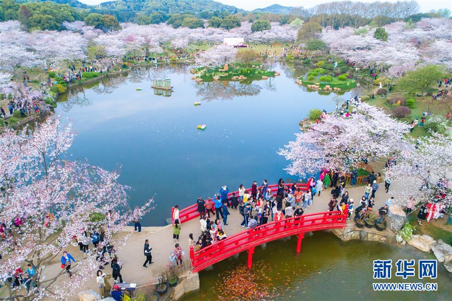 武汉：樱花缤纷醉游人