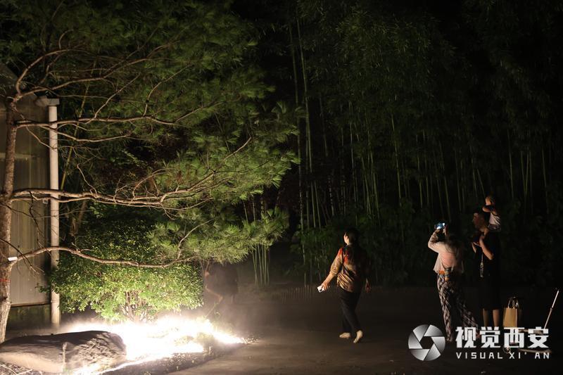 夏日避暑竹林雾海