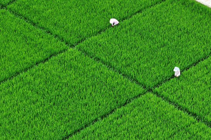 盛夏扬州 绿满城乡_fororder_b3851ad3-7864-4d0e-860f-78c86d839238