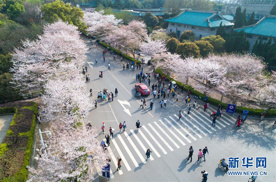 武漢大學：文明花開珞珈山