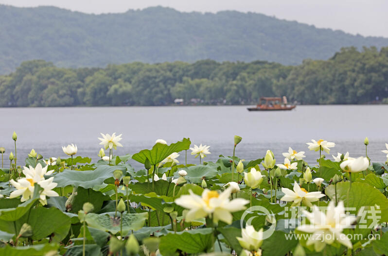 西湖荷花“黄舞妃”进入最佳观赏期_fororder_W020230627305370108767