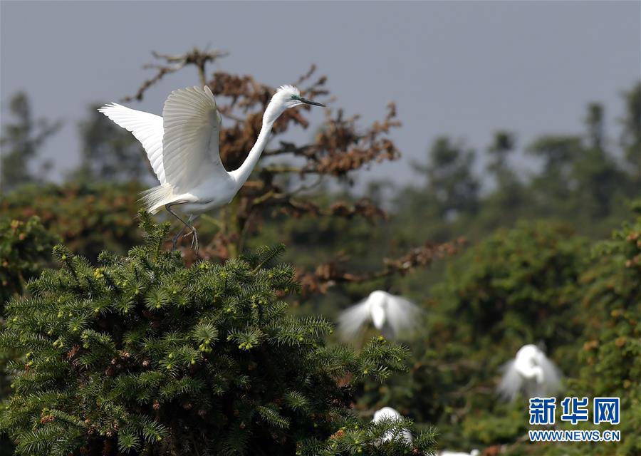 江西南昌：春日裏的“鷺鳥王國”