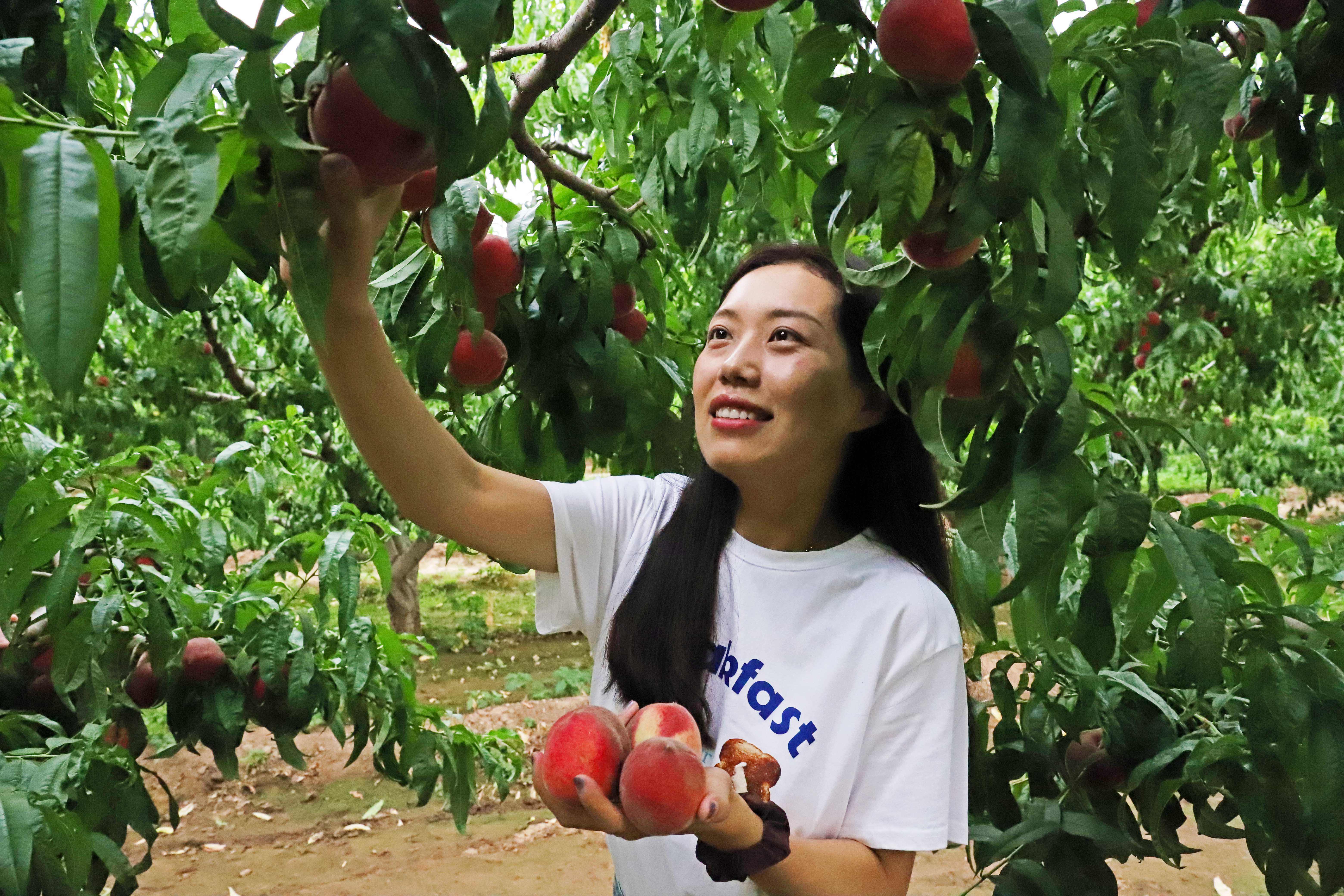 河北涿州：丰收的甜桃成为乡村振兴的“致富果”_fororder_游客在桃园里高兴地采摘。熊华明摄
