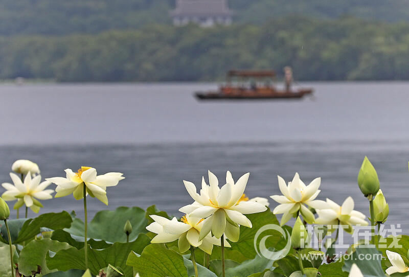 西湖荷花“黄舞妃”进入最佳观赏期_fororder_W020230627305370937700