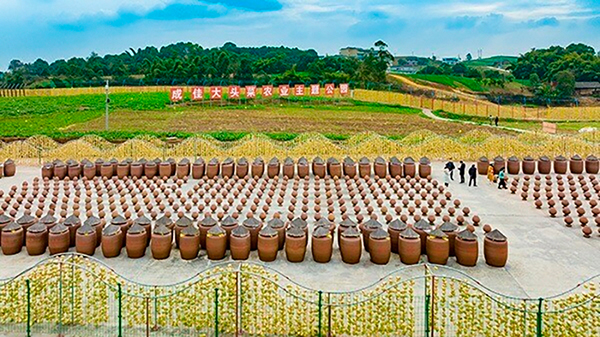 （张）自贡市贡井区获评“中国大头菜之乡”_fororder_2万坛古法发酵场