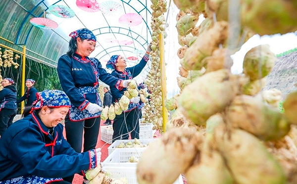 （张）自贡市贡井区获评“中国大头菜之乡”_fororder_3村民晾晒大头菜