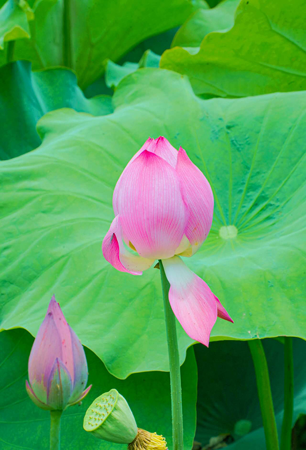 眉山仁寿风吹荷花香但惜夏日长