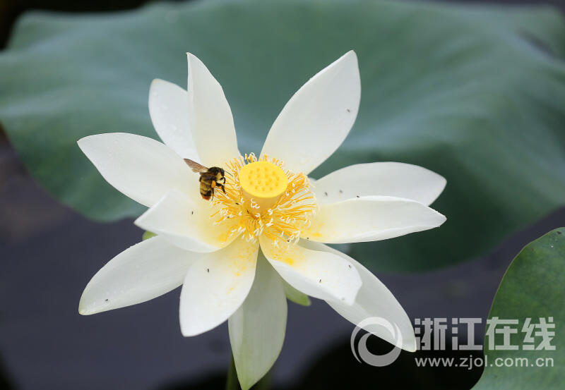 西湖荷花“黄舞妃”进入最佳观赏期_fororder_W020230627305371173646