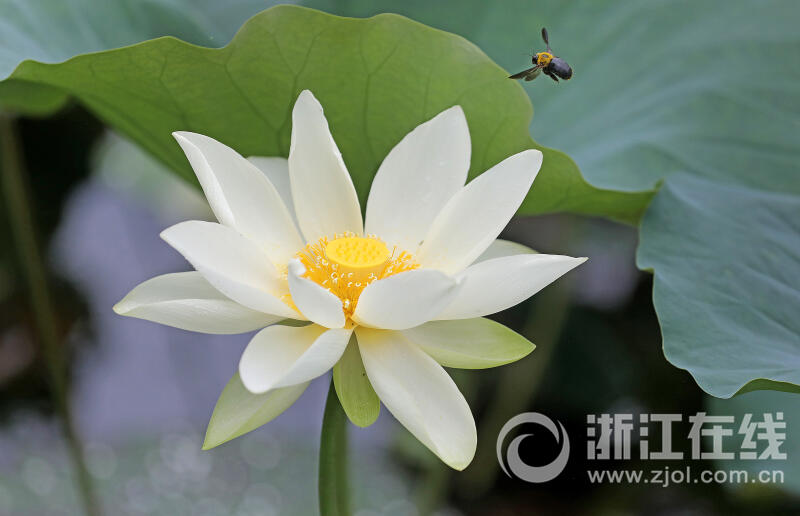 西湖荷花“黄舞妃”进入最佳观赏期_fororder_W020230627305370565037