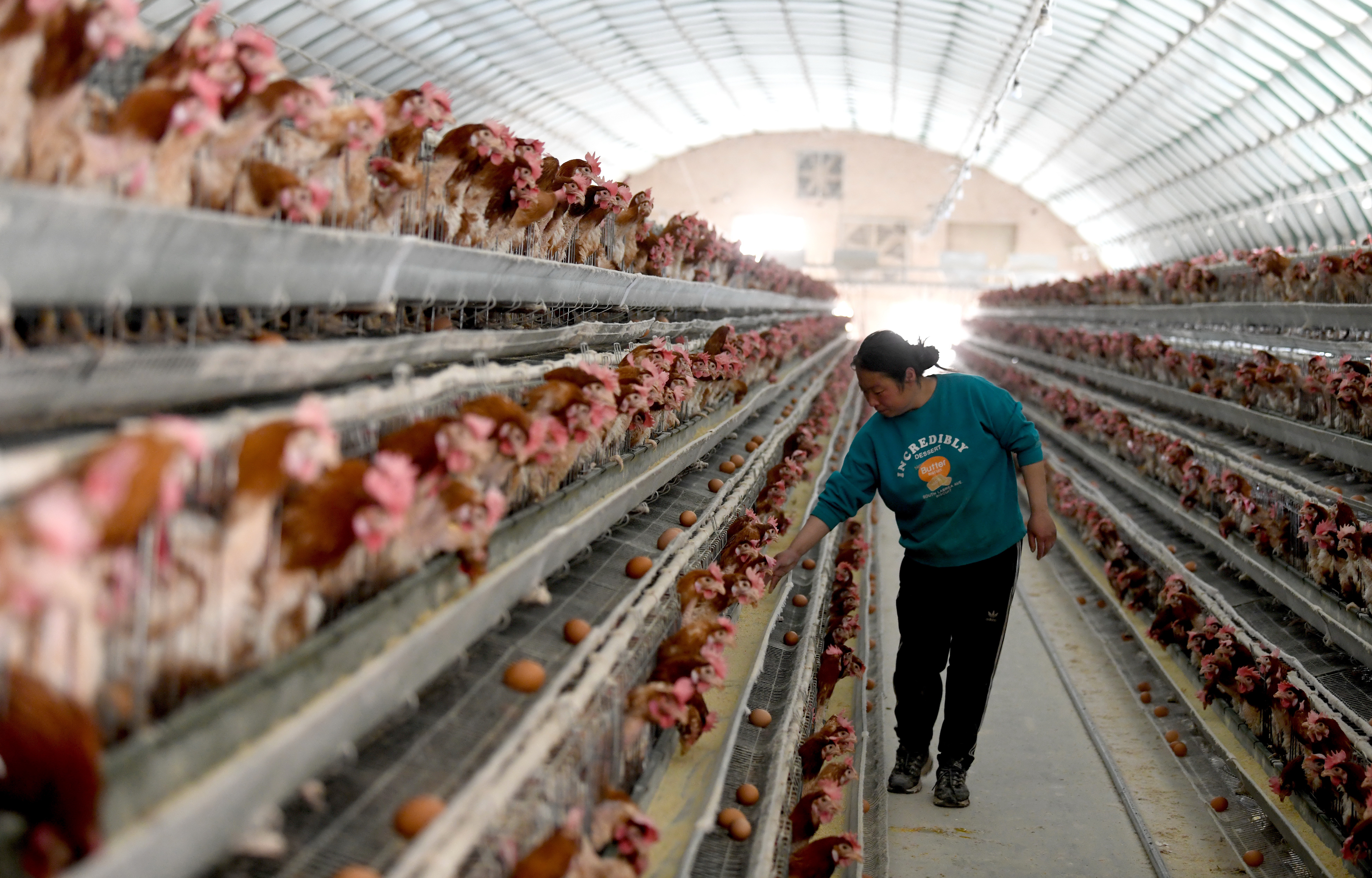 河北隆化：壮大养鸡产业 助力乡村振兴_fororder_DSC_5562