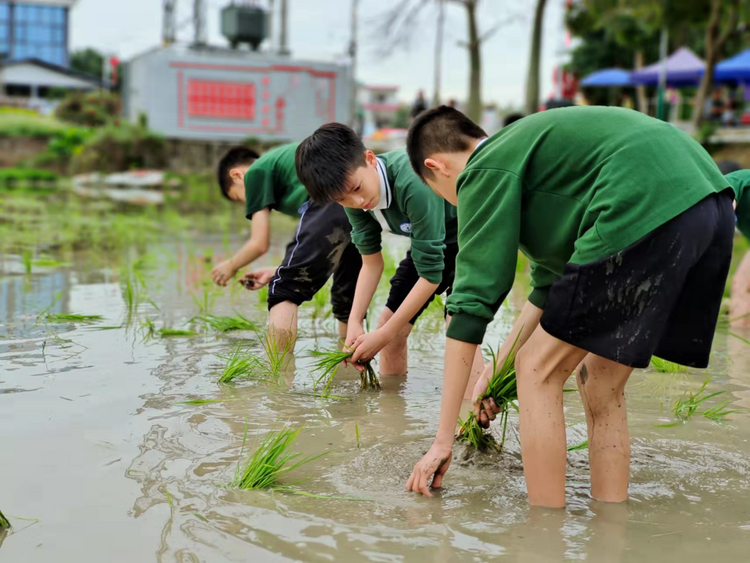 保定市满城区：农耕研学正当时 小小少年插秧忙_fororder_学生在水田中认真插秧 摄影 靳烨