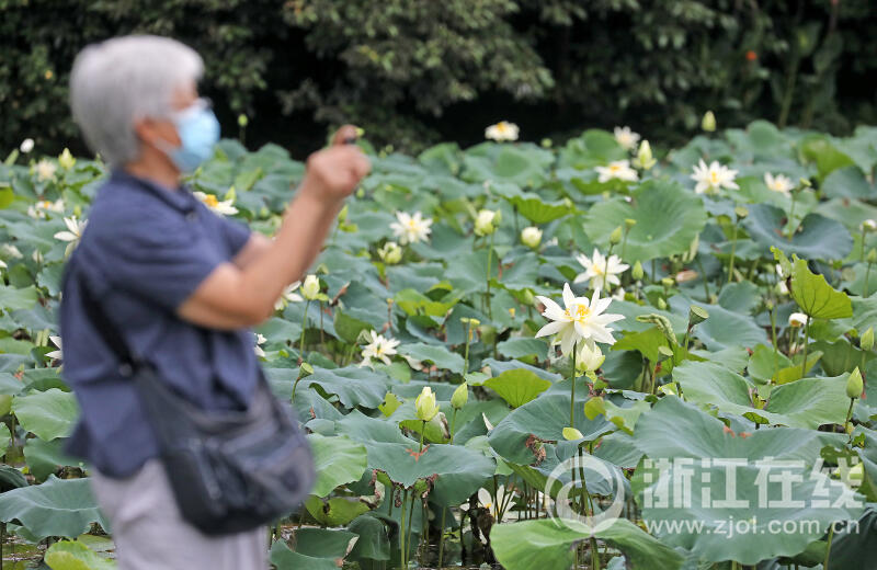 西湖荷花“黄舞妃”进入最佳观赏期_fororder_W020230627305371386387