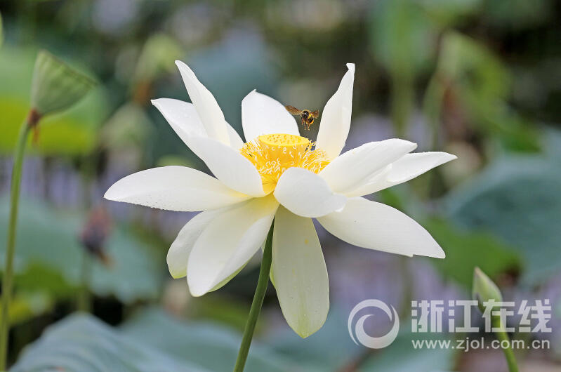 西湖荷花“黄舞妃”进入最佳观赏期_fororder_W020230627305370756515