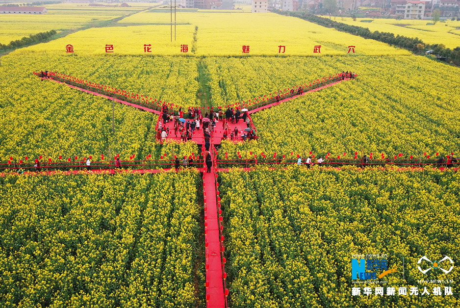 【大美荆楚·灵秀湖北】航拍“油菜之乡”湖北武穴万亩油菜花绽放