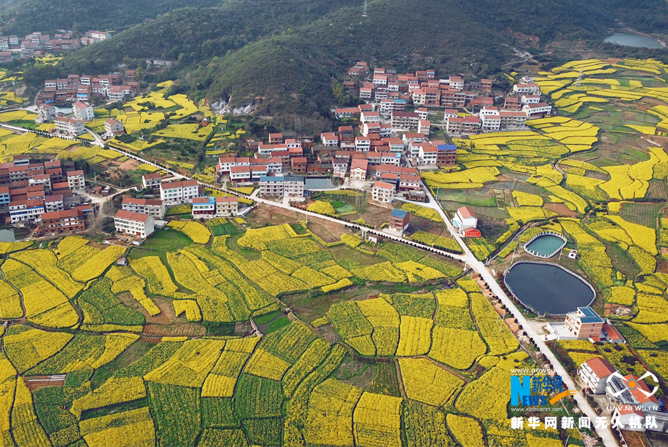 【大美荆楚·灵秀湖北】航拍“油菜之乡”湖北武穴万亩油菜花绽放 【大美荆楚·灵秀湖北】航拍“油菜之乡”湖北武穴万亩油菜花绽放